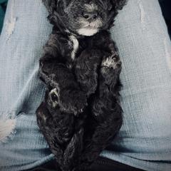 Poodle Puppies from Reuter Clan Poodles