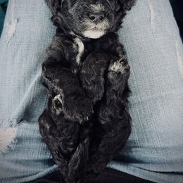 Poodle Puppies from Reuter Clan Poodles