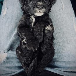 Poodle Puppies from Reuter Clan Poodles