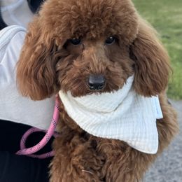 Poodle All Grown Up from Toy.poodlesss