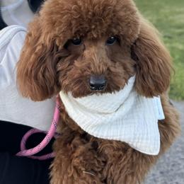 Poodle All Grown Up from Toy.poodlesss