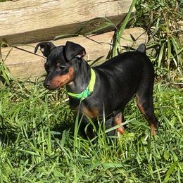 Miniature Pinscher Puppies from DeLeeuw Family Miniature Pinschers