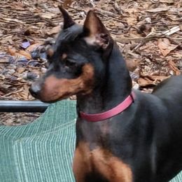 Ellie - Miniature Pinscher