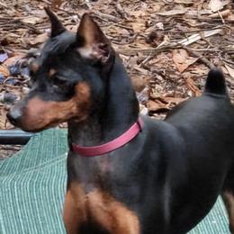 Ellie - Miniature Pinscher