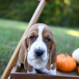 Basset Hound Puppies from K&B Farms & Bassets