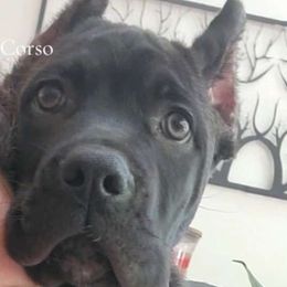 Black Brindle Male - Cane Corso puppy from Nephilim Cane Corso