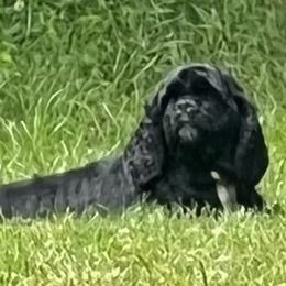 Trinity - Cocker Spaniel