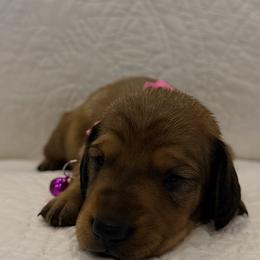 Pink - Red female Dachshund puppy in Orange, California from Harper’s Happy Weens