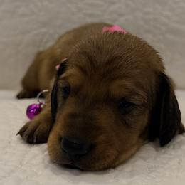 Pink - Red female Dachshund puppy in Orange, California from Harper’s Happy Weens