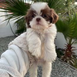Nemo - Liver and white male Shih Tzu puppy in Azusa, California from RJ Shih Tzu lover