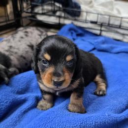 Bayou - Black and tan male Dachshund puppy in Farmerville, Louisiana from Hancock House of Basset Hounds & Mini Dachshunds