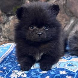 Black female - Black female Pomeranian puppy in Munford, Alabama from The Pom Patch