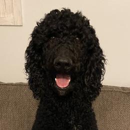 Sloan - Poodle