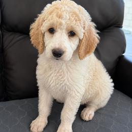 Cannoli - Parti male Poodle puppy in Surprise, Arizona from Gentle Paw Goldendoodles