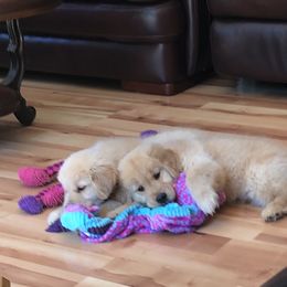 Golden Retriever and Labrador Retriever Puppies from Emerald Knoll
