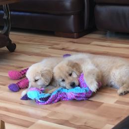 Golden Retriever and Labrador Retriever Puppies from Emerald Knoll
