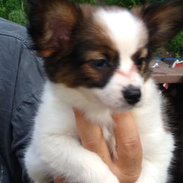 Papillon Puppies from Michelle's Papillions