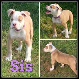 Sis - Fawn and white female Olde English Bulldogge puppy in Wheeler, Michigan from Haase Family Kennels