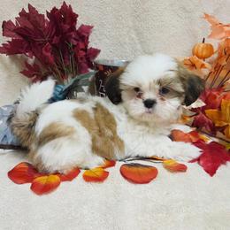 Gold Spotted Boy - Gold and white male Shih Tzu puppy in Vinita, Oklahoma from Locust Creek Shih Tzu & Havanese