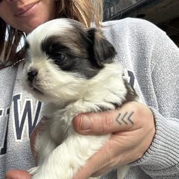Palmetto - Chocolate and tan female Shih Tzu puppy in Dunlap, Tennessee from Beards of Glory