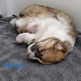 Stanley - Sable male Pembroke Welsh Corgi puppy in Purcellville, Virginia from Rhone River Farm Pembroke Welsh Corgis
