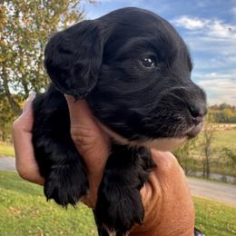 Huxley - Black male Dachshund puppy in Bentonville, Arkansas from Boujee Buns Dachshunds