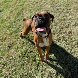 Missy - Boxer