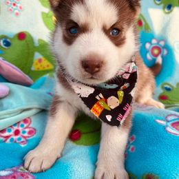 Siberian Husky Puppies from Siberian Huskies-Beckham the Great
