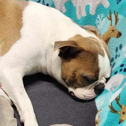 Ruffles - Boston Terrier