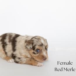 Clover - Red merle female Miniature Australian Shepherd puppy in Wooster, Ohio from Kari's Mini Aussies