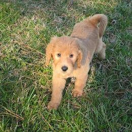 Eddie - Apricot male Goldendoodle puppy in Georgetown, Tennessee from Georgetown Designer & Purebred Puppies