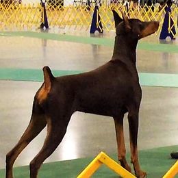Doberman Pinschers from Reign Dobermans