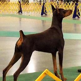 Doberman Pinschers from Reign Dobermans