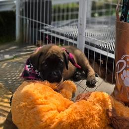 DAISEY - Light Purple Collar Apricot Girl - Apricot female Mastiff puppy in Auburn, Kansas from Puppy Paradise:  English Mastiff Puppies & Standard Goldendoodle Puppies
