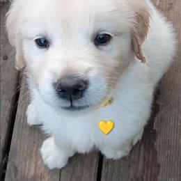 Bowser - Light golden male Golden Retriever puppy in Slaughters, Kentucky from Kimber's Helping Paws