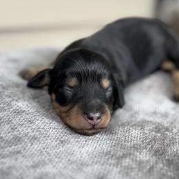 Bella - Black and tan female Dachshund puppy in Mooresboro, North Carolina from Walker Family Pups