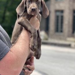 Great Dane Puppies from Starlight Danes