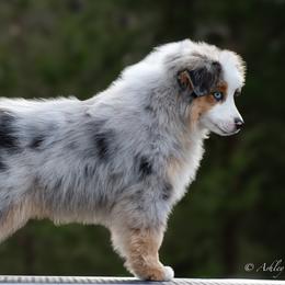 Outlaw - Blue merle male Miniature American Shepherd puppy in Omaha, Arkansas from Ashland Miniature American Shepherds & Miniature Australian Shepherds