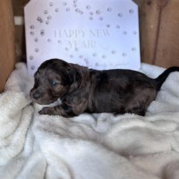 Dachshund Puppies from A Anchor Farm