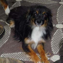 Pearl - Toy Australian Shepherd