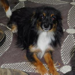 Pearl - Toy Australian Shepherd