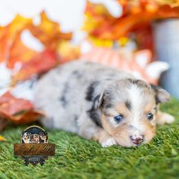 Jesse - Blue merle male Miniature American Shepherd puppy in Granbury, Texas from Best Little Aussies