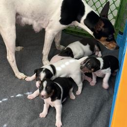 Rat Terrier Puppies from Kelly’s Ratters