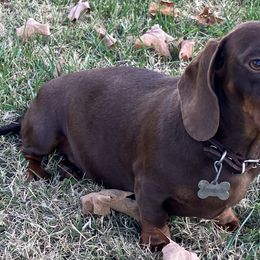 Annabelle - Dachshund