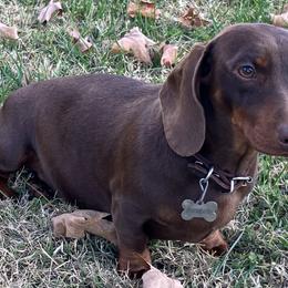 Annabelle - Dachshund