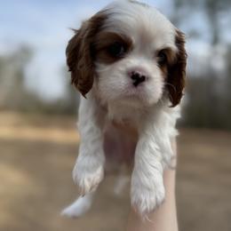 Cavalier King Charles Spaniel Puppies from Farmhouse Cavaliers NC
