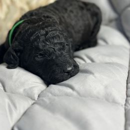 Hubbard - Black male Poodle puppy in St. Johnsbury, Vermont from Poodles of the Northern Woods