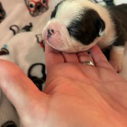 River - Black brindle and white female Boston Terrier puppy in Whittemore, Michigan from Woof Pack