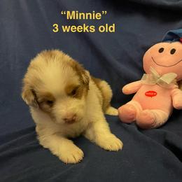 Minnie - Red merle female Australian Shepherd puppy in Hammond, Louisiana from Gold Ring Australian Shepherds