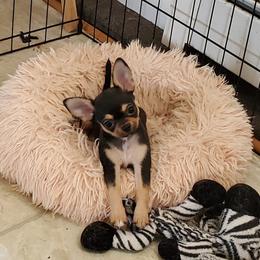 Daisy - Chocolate and tan female Chihuahua puppy in Lake George, New York from Moonhill Chihuahuas